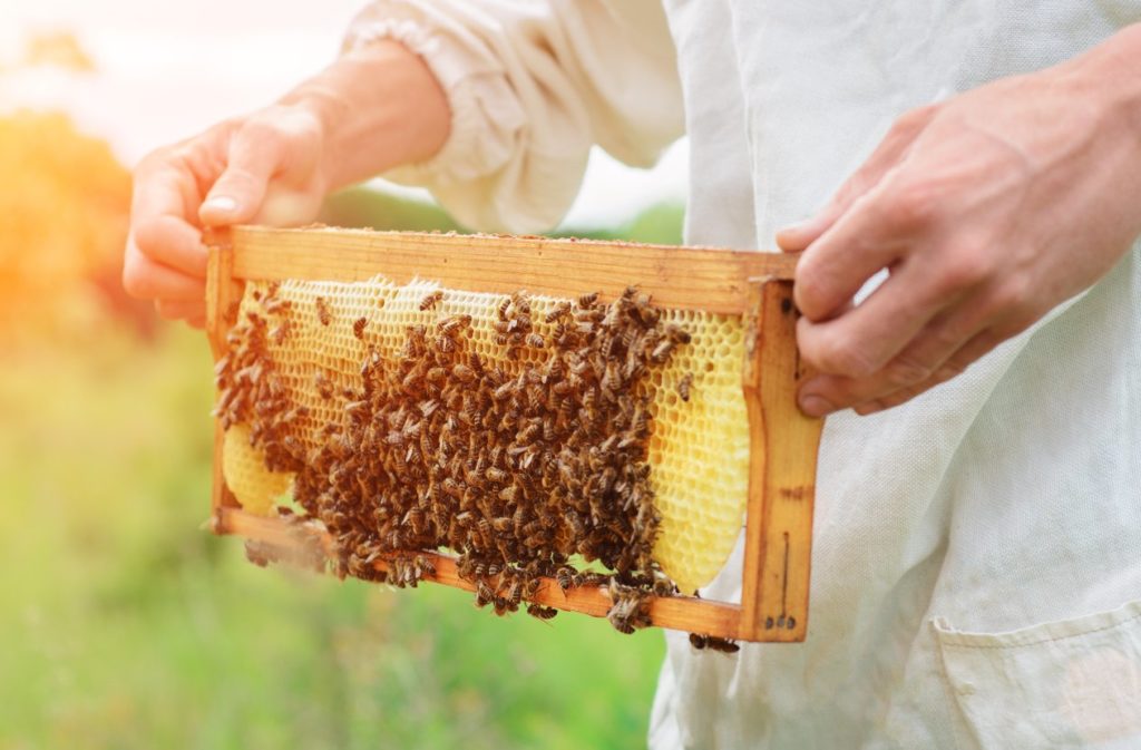 Close up on beekeeper holding honeycomb with bees 